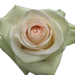 Rose La Perla 40cm - Bunch of 25 Stems
