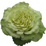 Rose Lemonade 50cm - Bunch of 25 Stems