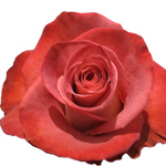 Rose Leonidas 50cm - Bunch of 25 Stems