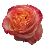 Rose Lovely Hearts 40cm - Bunch of 25 Stems