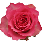 Rose Malibu 40cm - Bunch of 25 Stems