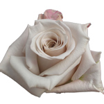 Rose Menta 50cm - Bunch of 25 Stems