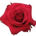 Rose Merlot 70cm - Bunch of 25 Stems