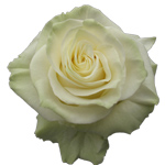 Rose Mondial 40cm - Bunch of 25 Stems