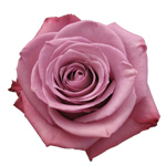 Rose - Moody Blues 50cm