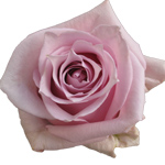 Rose Nautica 60cm - Bunch of 25 Stems
