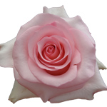 Rose - Nena 70cm