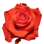 Rose Nina 60cm - Bunch of 25 Stems