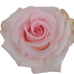 Rose Novia 70cm - Bunch of 25 Stems