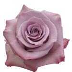 Rose Ocean Song 70cm - Bunch of 25 Stems
