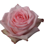 Rose Pink O'Hara 50cm - Bunch of 25 Stems