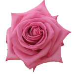Rose Palmira 50cm - Bunch of 25 Stems