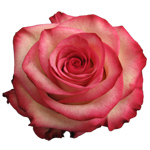 Rose Paloma 60cm - Bunch of 25 Stems