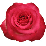 Rose Past Times 50cm - Bunch of 25 Stems