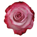 Rose Pink Farfalla 70cm - Bunch of 25 Stems