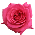 Rose Pink Floyd 60cm - Bunch of 25 Stems