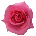 Rose Pink Martini 50cm - Bunch of 25 Stems