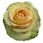 Rose Pistacho 40cm - Bunch of 25 Stems