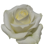 Rose Polar Star 70cm - Bunch of 25 Stems