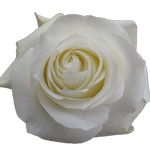 Rose Proud 50cm - Bunch of 25 Stems