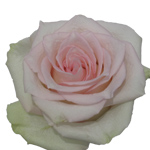 Rose - Ragazza 50cm