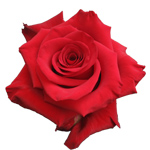 Rose Red Paris 70cm - Bunch of 25 Stems