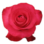 Rose Riviera 40cm - Bunch of 25 Stems