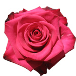 Rose Roseberry 60cm - Bunch of 25 Stems