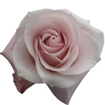 Rose Secret Garden 60cm - Bunch of 25 Stems
