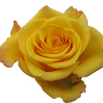 Rose Sonrisa 70cm - Bunch of 25 Stems