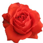 Rose Star 2000 40cm - Bunch of 25 Stems
