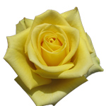 Rose Stardust 60cm - Bunch of 25 Stems