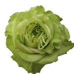 Rose Super Green 70cm - Bunch of 25 Stems