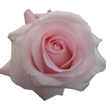 Rose Sweet Akito 70cm - Bunch of 25 Stems