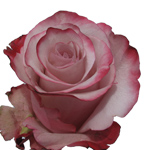 Rose Sweetberry 70cm - Bunch of 25 Stems