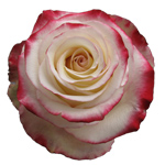 Rose Sweetness 60cm - Bunch of 25 Stems