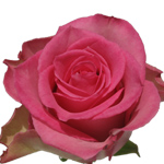 Rose Sweet Unique 70cm - Bunch of 25 Stems