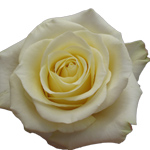 Rose Takini 70cm - Bunch of 25 Stems