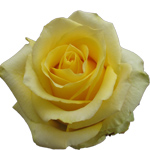 Rose - Tara 40cm