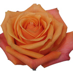 Rose Taxo 60cm - Bunch of 25 Stems