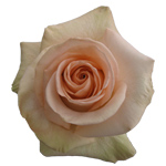 Rose Tiffany 50cm - Bunch of 25 Stems