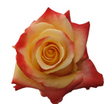 Rose Touch of Class 40cm - Bunch of 25 Stems