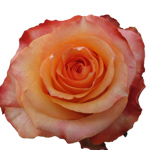 Rose Twilight 60cm