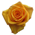 Rose Tycoon 60cm - Bunch of 25 Stems