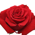 Rose Undercover 50cm - Bunch of 25 Stems
