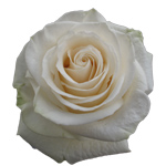 Rose Vendela 60cm - Bunch of 25 Stems