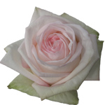 Rose White O'Hara 40cm - Bunch of 25 Stems