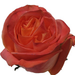 Rose Wild Spirit 70cm - Bunch of 25 Stems