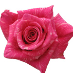 Rose Yazoo 60cm - Bunch of 25 Stems