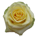 Rose Yellow Finess 60cm - Bunch of 25 Stems